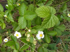 Fragaria vesca