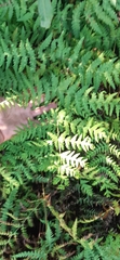 Histiopteris