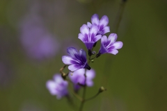 Dopatrium lobelioides