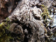 Lachnellula resinaria