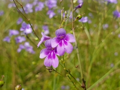 Dopatrium lobelioides