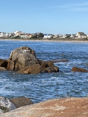 Microcarbo coronatus