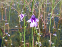 Dopatrium lobelioides