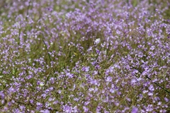 Dopatrium lobelioides