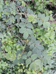 Rosa canina