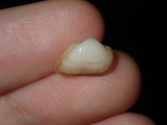 Striarca pisolina