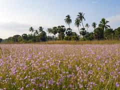 Dopatrium lobelioides