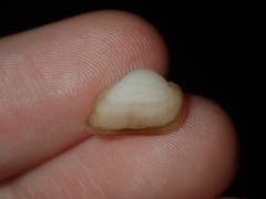 Striarca pisolina