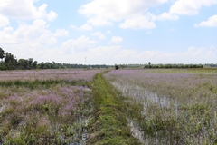 Dopatrium lobelioides