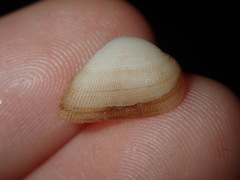 Striarca pisolina