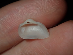 Striarca pisolina