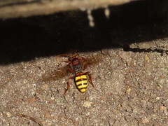 Nomada flava