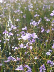 Dopatrium lobelioides