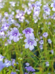 Dopatrium lobelioides