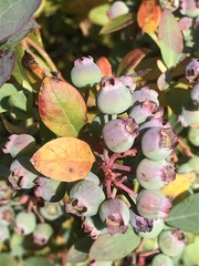 Vaccinium virgatum