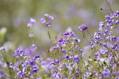 Dopatrium lobelioides