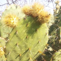 Opuntia velutina