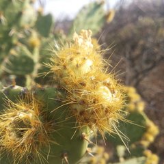 Opuntia velutina