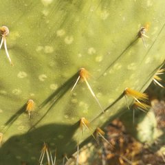 Opuntia velutina