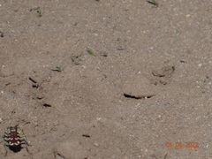 Cicindela coerulea nitida