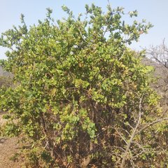 Quercus glaucoides