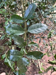 Salacia gerrardii