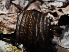 Morchella angusticeps