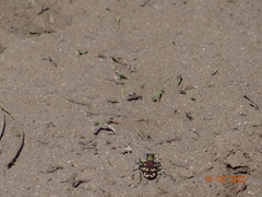 Cicindela coerulea nitida