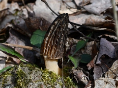 Morchella angusticeps
