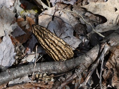 Morchella angusticeps