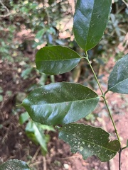 Salacia gerrardii