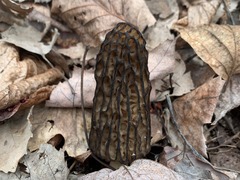 Morchella angusticeps