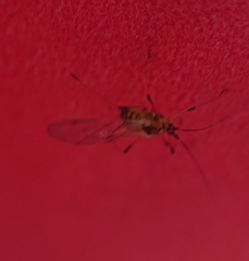 Aphididae