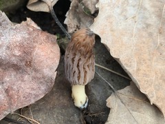 Morchella angusticeps