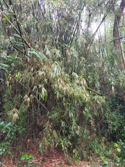 Bambusa dolichoclada