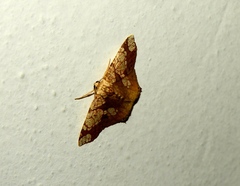 Nematocampa completa