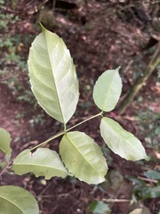 Salacia gerrardii