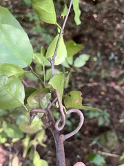Salacia gerrardii