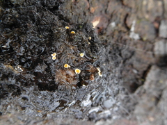 Lachnellula resinaria