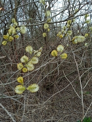 Salix caprea
