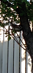 Passer domesticus