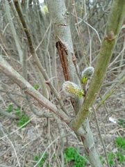 Salix caprea