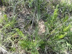 Plantago aristata