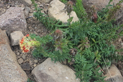 Glumicalyx goseloides