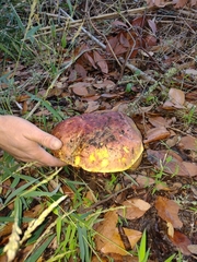 Butyriboletus loyo