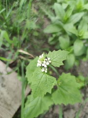 Alliaria petiolata