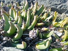 Cheiridopsis rostrata