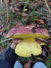 Butyriboletus loyo