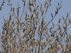 Salix rorida