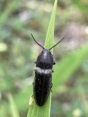 Cidnopus pilosus